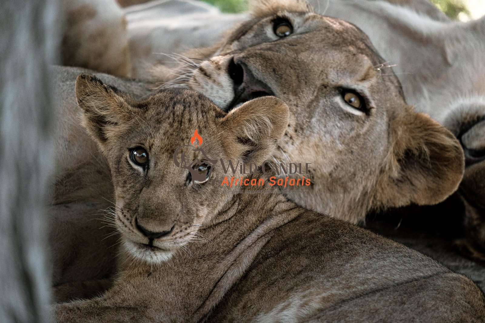 Days Luxury Safari Tarangire Lake Manyara Ngorongoro Serengeti