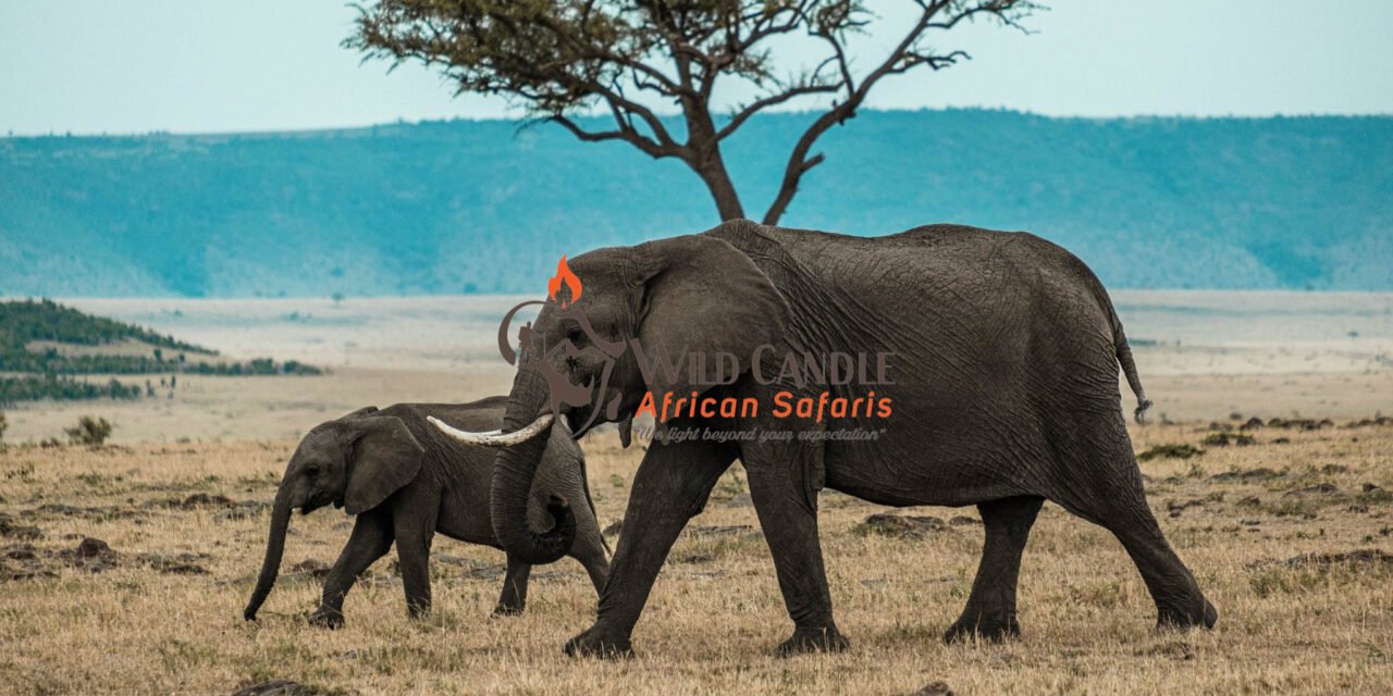 4 DAYS LUXURY SAFARI (TARANGIRE, LAKE MANYARA & NGORONGORO)