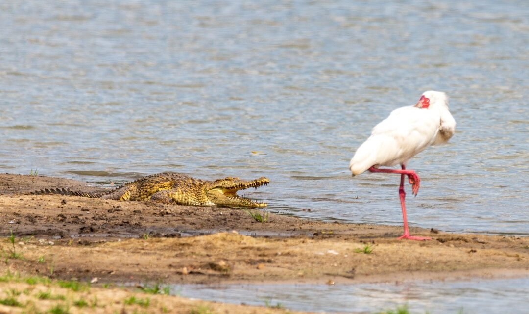 LAKE MANYARA NATIONAL PARK DAY TRIP