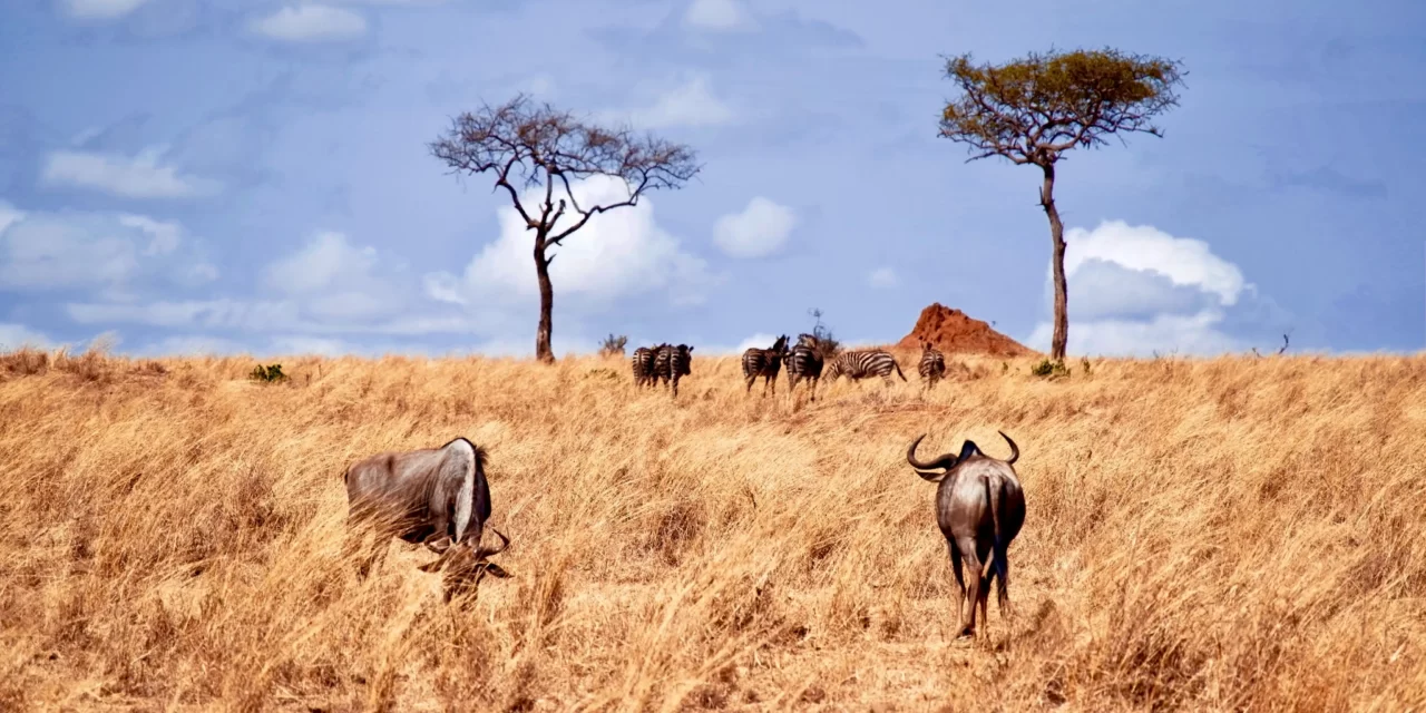 6 DAYS LUXURY NDUTU MIGRATION SAFARI (CALVING SEASON) DEC TO APRIL