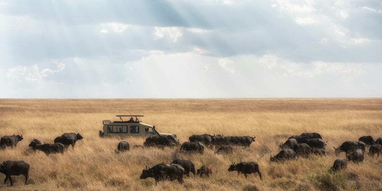 12 DAYS LUXURY PHOTOGRAPHIC SAFARI (Arusha National Park, Tarangire, Serengeti,  Manyara & Ngorongoro Crater)