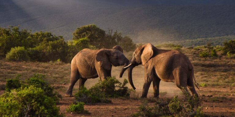 Tarangire National Park Day Trip