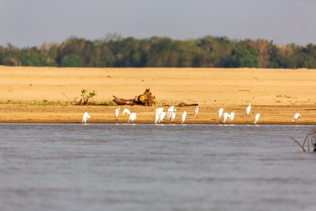 Selous (010)