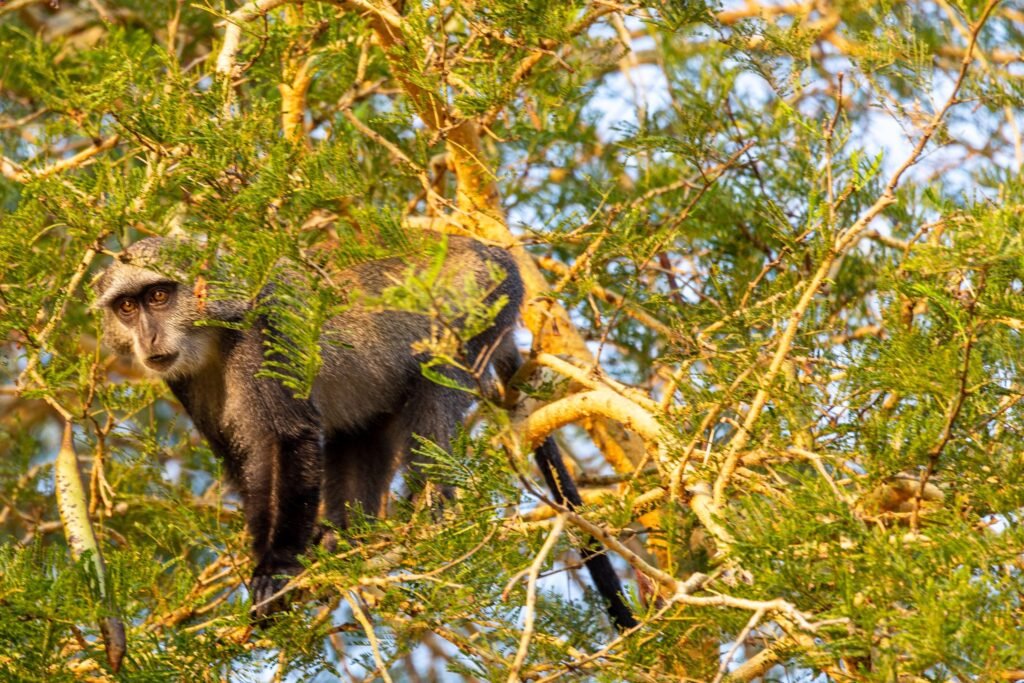 Selous (020)