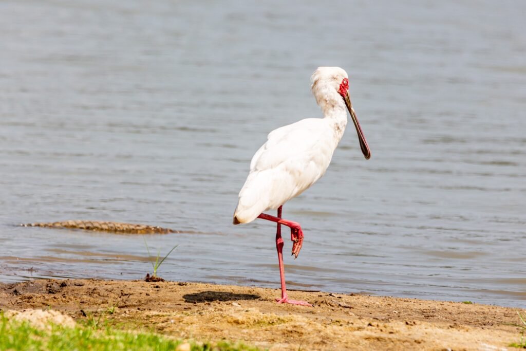 Selous (054)