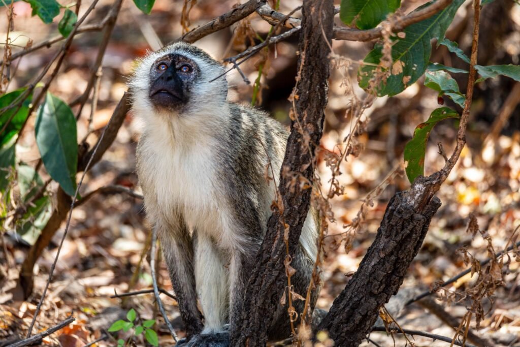 Selous (060)