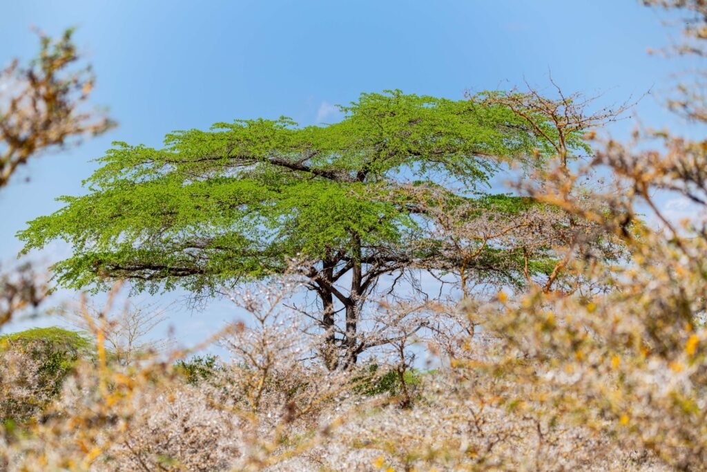 Selous (065)
