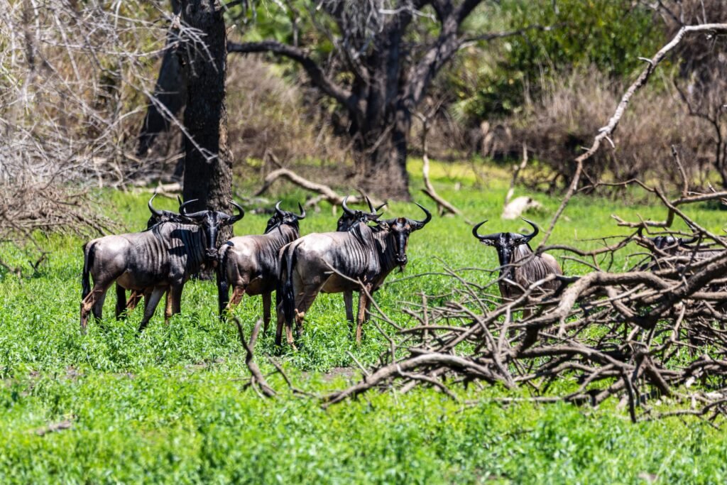 Selous (072)