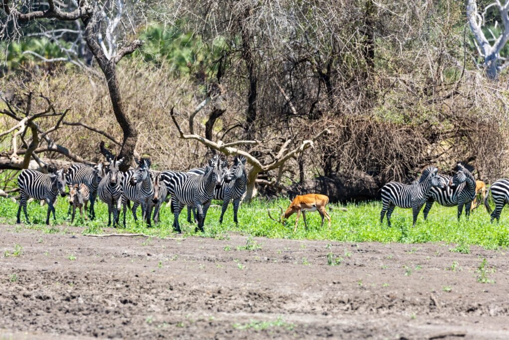 Selous (074)