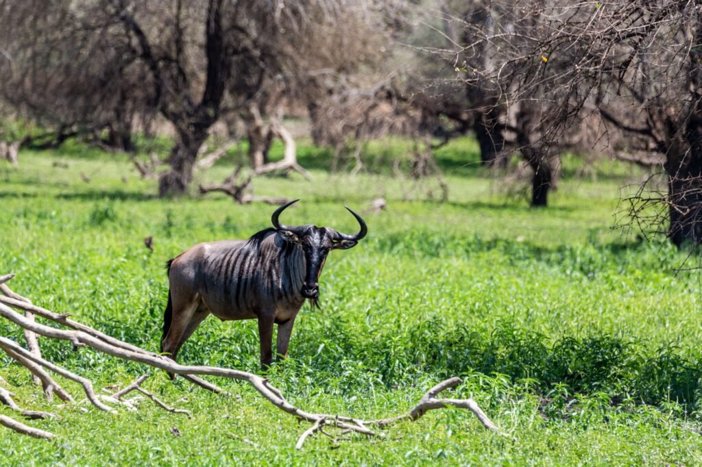 Selous (075)
