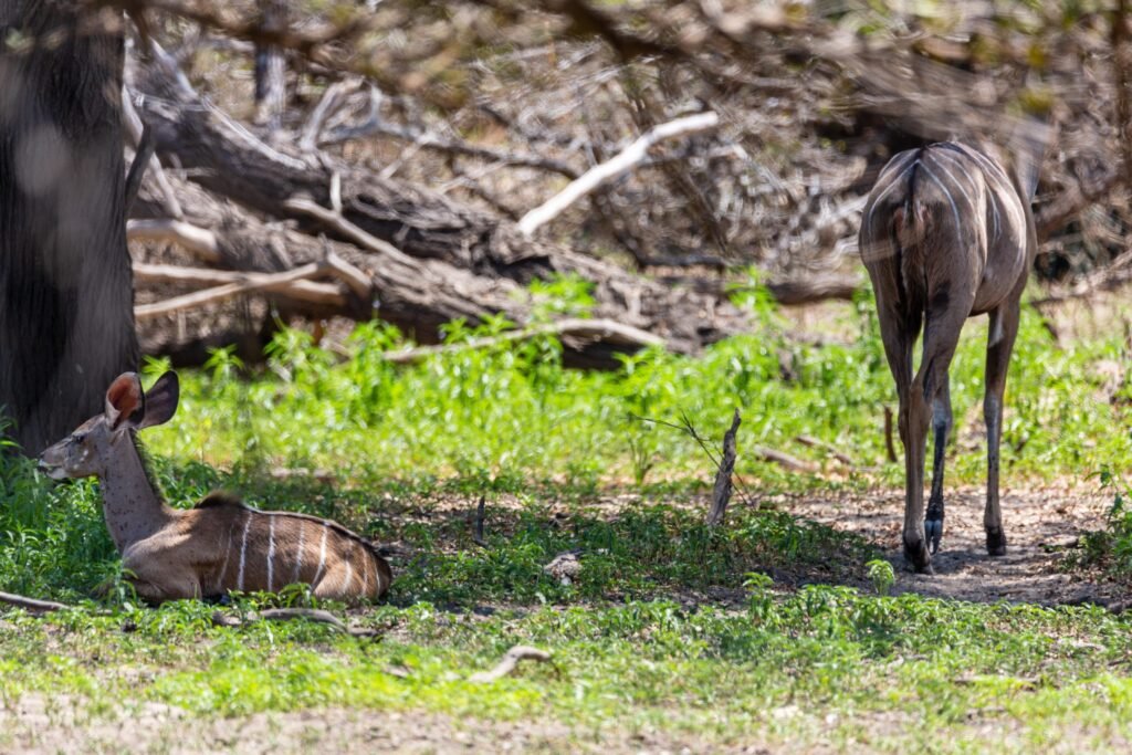 Selous (076)