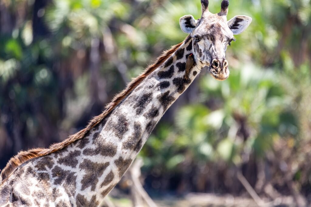 Selous (081)