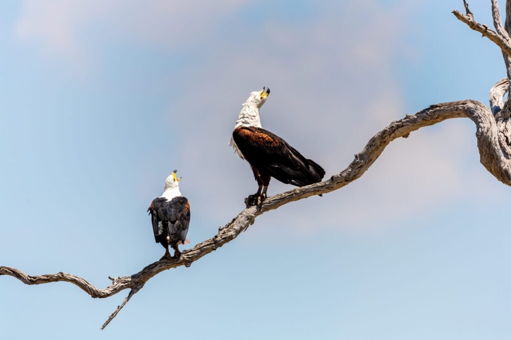 Selous (082)