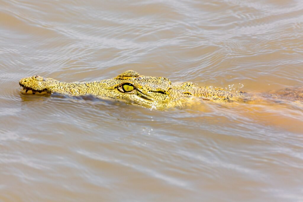 Selous (083)
