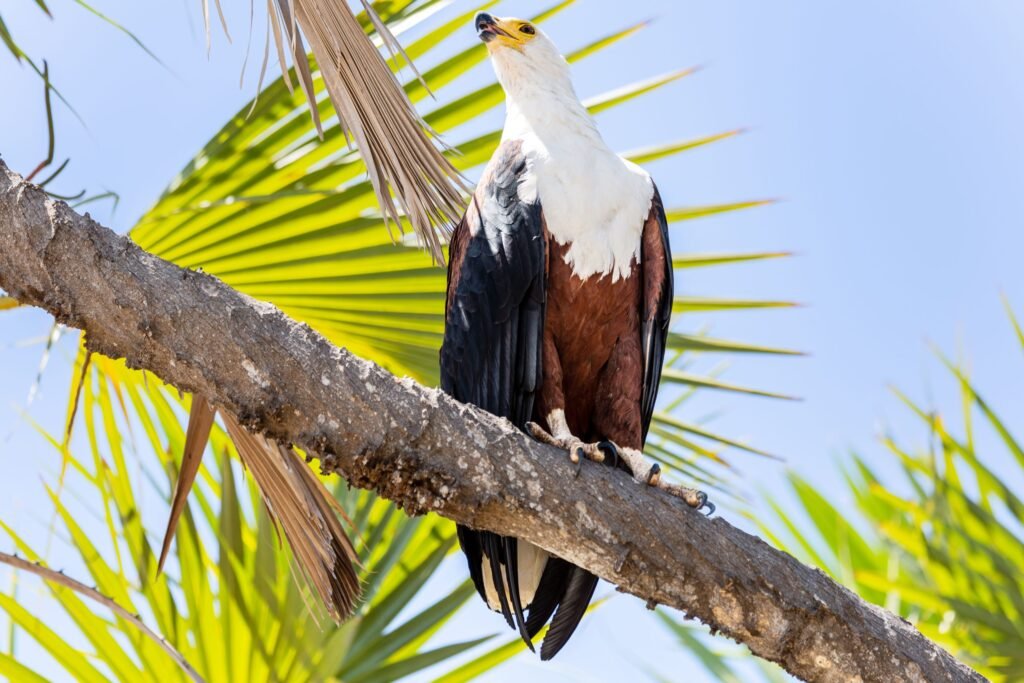 Selous (084)
