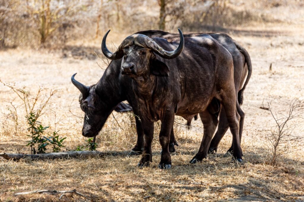 Selous (086)