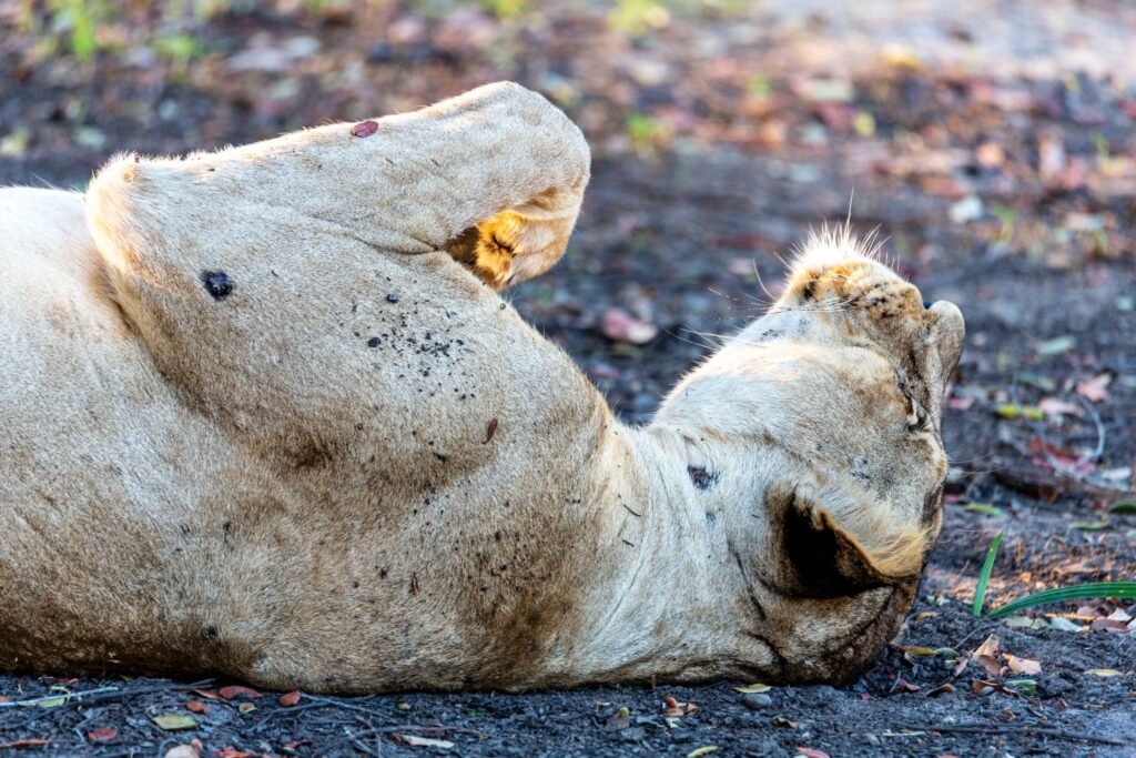 Selous (096)