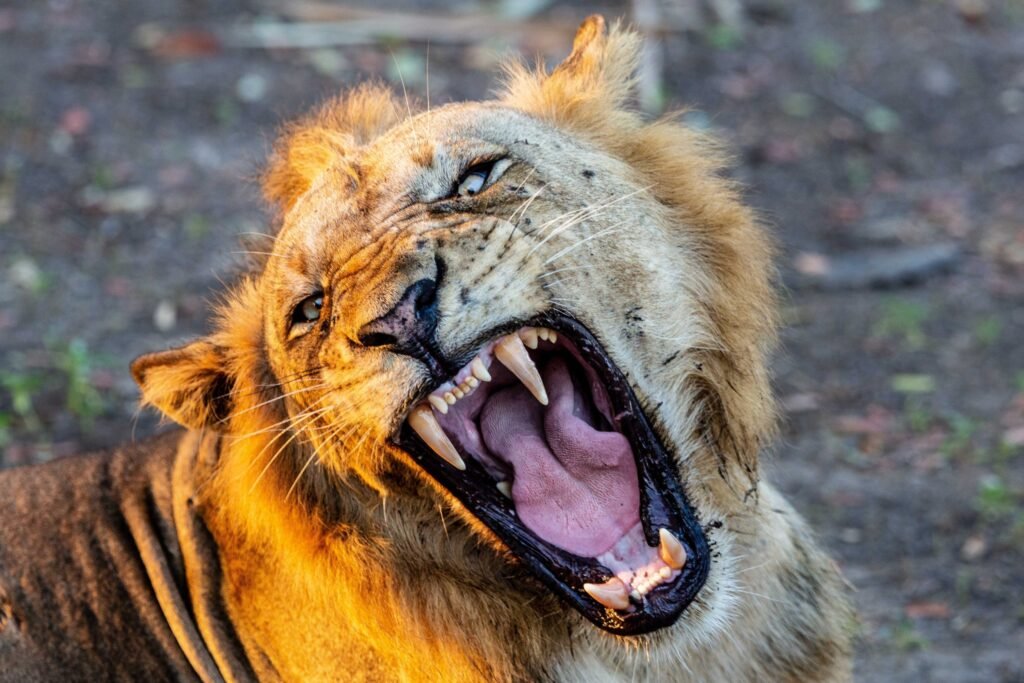 Selous (099)