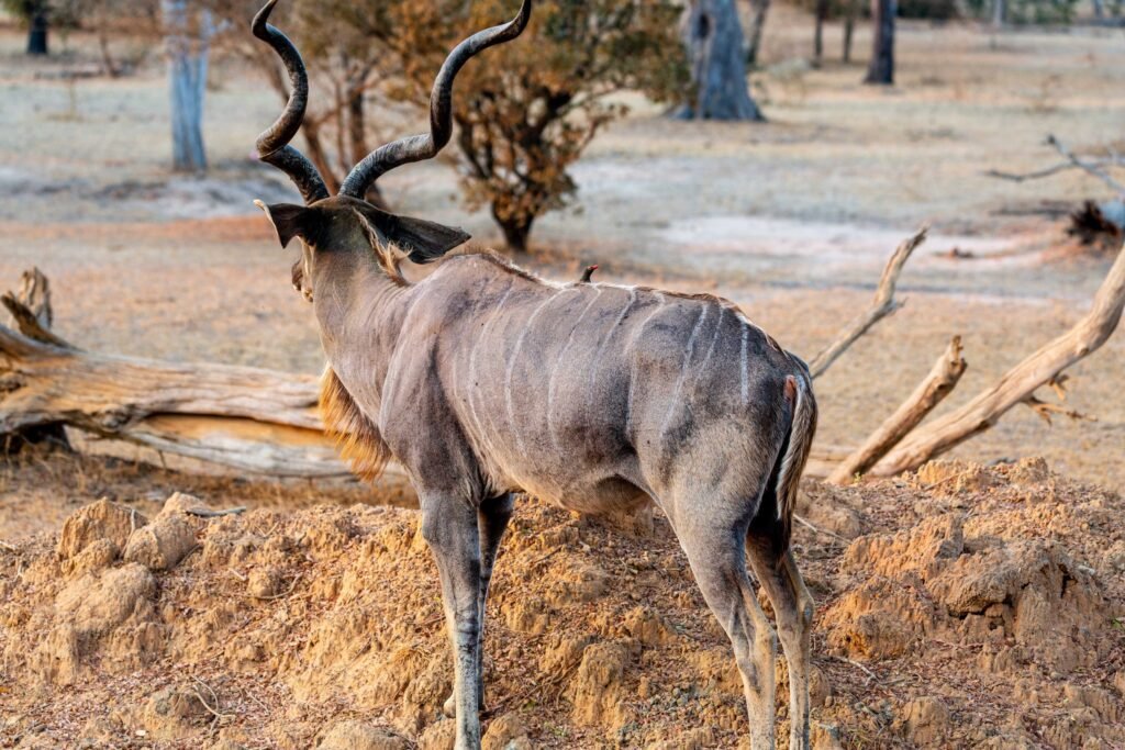 Selous (100)