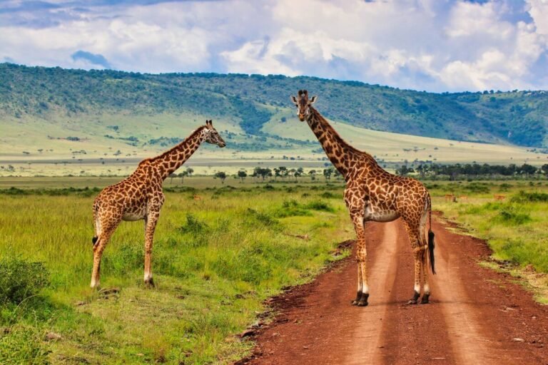 12-Day Luxury Photography Safari