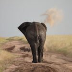 Tanzania Safaris