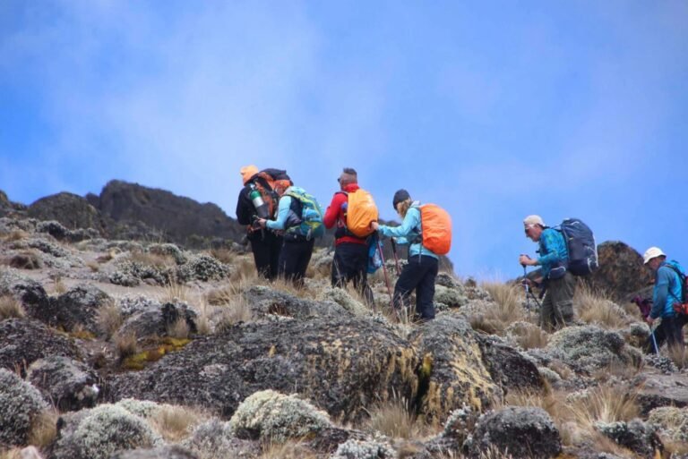 8-Day Kilimanjaro Hiking Via Lemosho Route