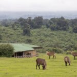 Rhino Lodge exterior view with Waterbuck grazing