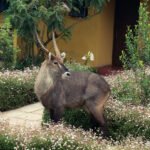 Waterbuck at Rhino Lodge in the courtyard