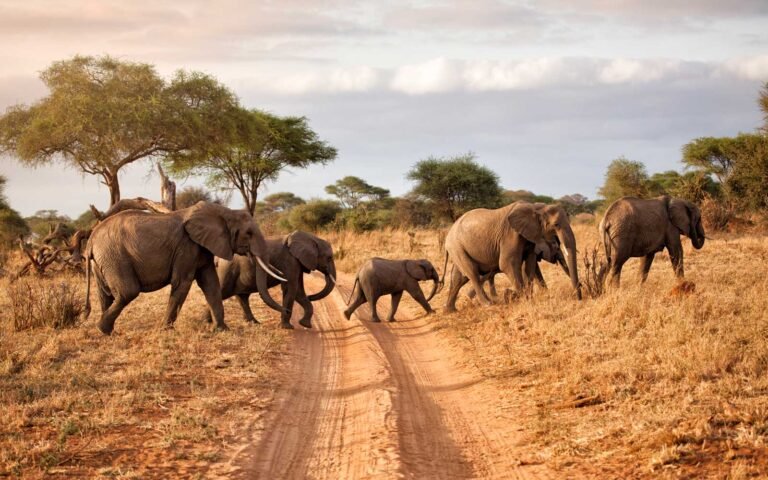 3 DAYS LUXURY SAFARI (Tarangire & Ngorongoro)