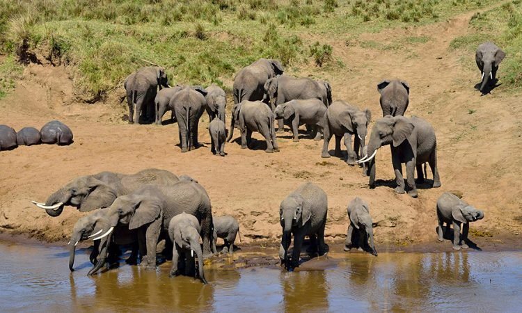 6-DAY LUXURY TANZANIA SAFARI (Tarangire, Manyara, Serengeti & Ngorongoro crater)