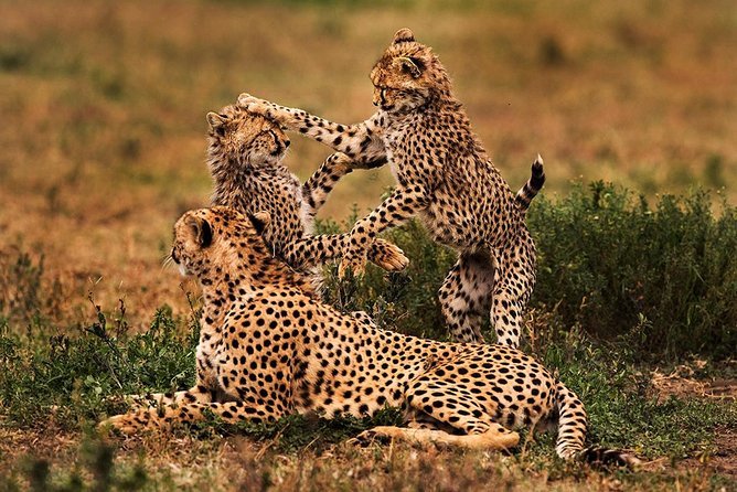 8 DAYS LUXURY FAMILY SAFARI (Tarangire, Serengeti, Manyara & Ngorongoro Crater) PARKS