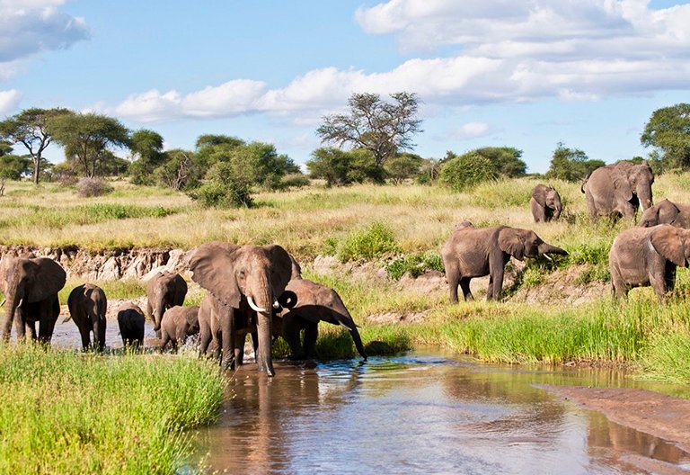 5 DAYS LUXURY SAFARI (TARANGIRE, LAKE MANYARA, NGORONGORO & SERENGETI NATIONAL PARK)