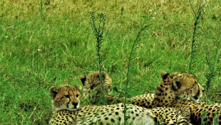 7-DAY LUXURY TANZANIA SAFARI (Tarangire, Manyara, Serengeti & Ngorongoro crater)