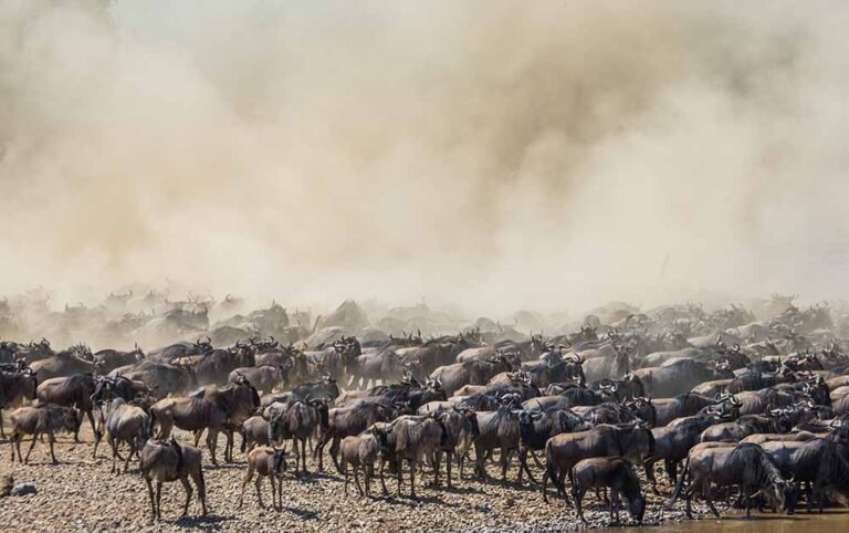 7 DAYS MIDRANGE NORTH SERENGETI MIGRATION SAFARI (Tarangire, Ngorongoro & Serengeti National Park)