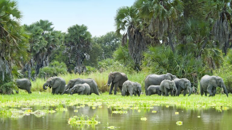 DAY TRIP TO SELOUS GAME RESERVE FROM ZANZIBAR